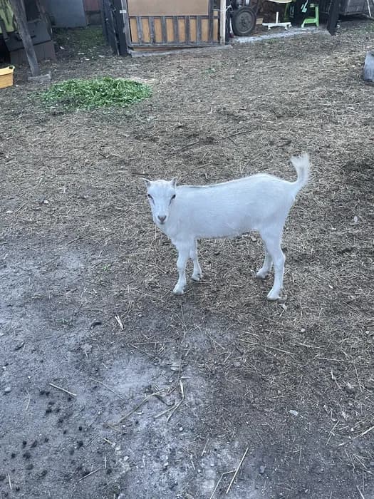 Chèvre LaMancha