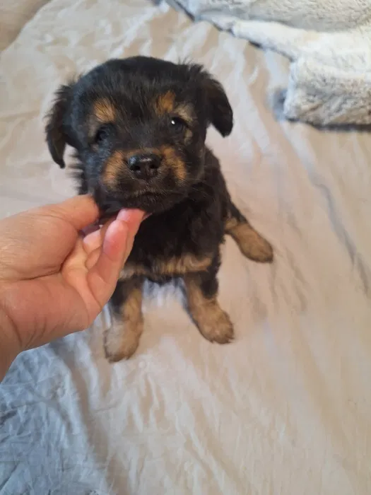 Chiots croisés pinscher
